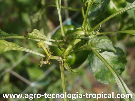 El crecimiento del pimenton se afecta por acaros